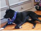 Adopt Stark a Black - with White Beagle / Labrador Retriever dog in West Nyack