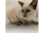 Adopt Flamingo a White (Mostly) Siamese / Mixed cat in Lihue, HI (33728544)