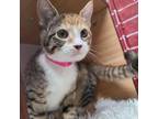 Adopt Azalea A Calico Or Dilute Calico Domestic Shorthair / Mixed Cat In Laredo