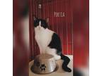 Adopt Portia A All Black Domestic Shorthair  Mixed Cat In Tecumseh MI 33728538