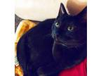 Adopt Kiki a All Black Bombay / Mixed (short coat) cat in East Lansing
