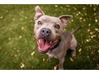 Adopt NOLA a Gray/Silver/Salt & Pepper - with White American Pit Bull Terrier /