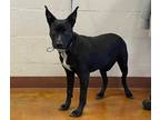 Adopt MIA a Black - with White Labrador Retriever / Mixed dog in Austin