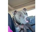 Adopt Luellen a American Pit Bull Terrier dog in Windsor, CO (33728522)