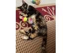 Adopt Marble a Calico / Mixed cat in Acworth, GA (33724497)