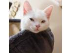 Adopt Olaf a White Domestic Shorthair / Mixed cat in Wichita, KS (33725304)