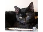 Adopt Darth a All Black Domestic Shorthair / Mixed cat in Wichita, KS (33725303)