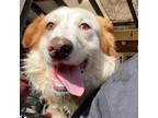 Adopt JINGLES a Australian Shepherd / Border Collie / Mixed dog in Pt.