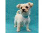 Adopt ROSA A White - With Tan, Yellow Or Fawn Norfolk Terrier / Mixed Dog In Pt.