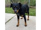 Adopt Oreo a Black Blue Heeler / Mixed dog in Edinburg, TX (33727881)