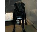 Adopt Shadow a Black Labrador Retriever / Mixed dog in Edinburg, TX (33725969)