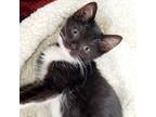 Adopt Marley a All Black Domestic Shorthair / Mixed cat in Edinburg