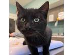 Adopt Gaston a All Black Domestic Shorthair / Mixed cat in St.