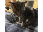 Adopt Andrew (Love Bug) 22050 a Brown or Chocolate Domestic Shorthair / Mixed