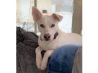 Adopt Glimmer a White German Shepherd Dog / Mixed dog in Hoffman Estates