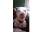 Adopt Ghost a White - with Brown or Chocolate American Pit Bull Terrier /