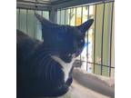Adopt Prism a All Black Domestic Shorthair / Mixed cat in Ridgeland