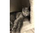 Adopt Heather a Gray or Blue (Mostly) American Shorthair (short coat) cat in