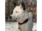 Adopt Luke a White Siberian Husky / Labrador Retriever / Mixed dog in Toronto