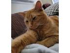 Adopt Abbot a Orange or Red Tabby Domestic Mediumhair / Mixed (medium coat) cat
