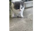 Adopt Little Zoe A Domestic Mediumhair / Mixed (short Coat) Cat In Minot