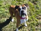 Adopt LOLA a Brown/Chocolate Boxer / Mixed dog in Diamond Springs, CA (33727604)