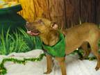 Adopt PEEVE a Red/Golden/Orange/Chestnut Boxer / Belgian Malinois / Mixed dog in