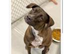 Adopt Brownie a Tan/Yellow/Fawn Labrador Retriever / Mixed dog in West Des