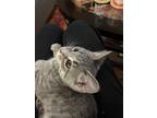 Adopt Titi a Gray or Blue American Shorthair / Mixed (short coat) cat in