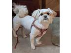 Adopt Ace a White Shih Tzu / Pekingese / Mixed dog in Saint Mary's