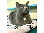 Adopt Tigris a Domestic Shorthair / Mixed cat in Sechelt, BC (33725920)