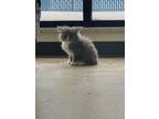 Adopt Little Chay A Domestic Mediumhair / Mixed (short Coat) Cat In Minot