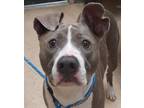 Adopt Ace a American Pit Bull Terrier / Mixed dog in San Diego, CA (33726782)