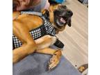 Adopt Honey a Brown/Chocolate German Shepherd Dog / Mixed dog in San Diego