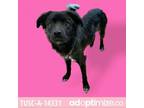 Adopt TUSC-Stray-tu2606 a Black Collie / Chow Chow / Mixed dog in Tuscaloosa
