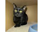 Adopt Snowy a All Black Domestic Shorthair / Mixed cat in Gainesville