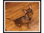 Adopt KATO a Brown/Chocolate - with Tan Miniature Pinscher / Mixed dog in