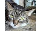 Adopt Crinkle a Gray or Blue Domestic Shorthair / Mixed cat in Lihue