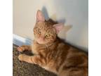 Adopt Pepper Jack a Orange or Red Domestic Shorthair / Mixed cat in Los Angeles