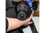Adopt 220122K118 a Black Basset Hound / Mixed dog in Cleveland, AL (33726751)