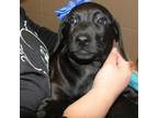 Adopt 220122K117 a Black Basset Hound / Mixed dog in Cleveland, AL (33726750)