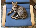 Adopt Ida Rose A Brown Tabby Domestic Shorthair / Mixed (short Coat) Cat In