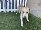 Adopt *CHARLIE a White - with Tan, Yellow or Fawn Husky / Mixed dog in Modesto