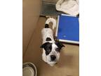 Adopt BENI A White - With Black Beagle / German Shorthaired Pointer / Mixed Dog