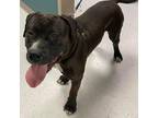 Adopt Jug A Brown/Chocolate Pit Bull Terrier / Mixed Dog In Garden