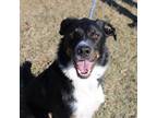 Adopt Philip A Black Collie / Mixed Dog In Urbana, IL (33726873)