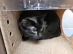 Adopt SUN a Black & White or Tuxedo Domestic Longhair / Mixed (long coat) cat in