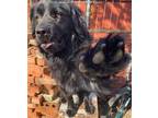 Adopt A1138931 a Black Labrador Retriever / Chow Chow / Mixed dog in Dallas