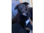 Adopt Gee a Black Great Pyrenees / Border Collie / Mixed dog in Pullman