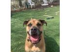 Adopt Miley a Brown/Chocolate Mastiff / Mixed dog in Oak Pak, IL (33726357)
